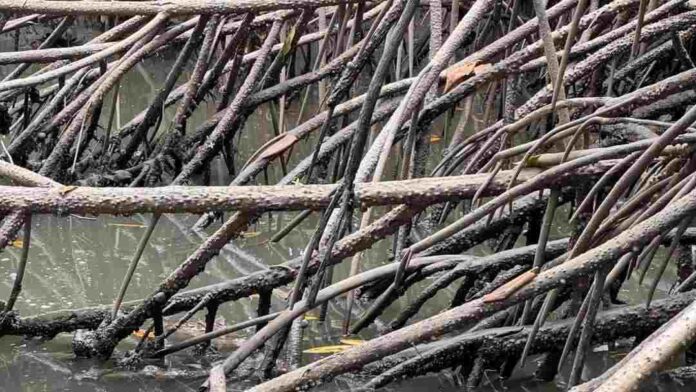 Spot the Hidden Alligator in This Picture