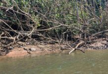 Spot the Hidden Crocodile in This Riverbank Photo