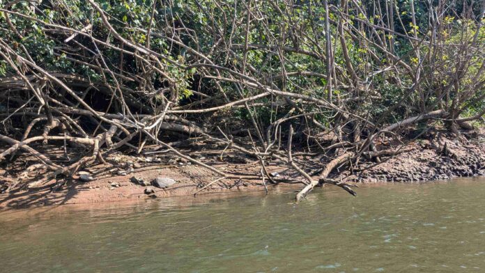 Spot the Hidden Crocodile in This image