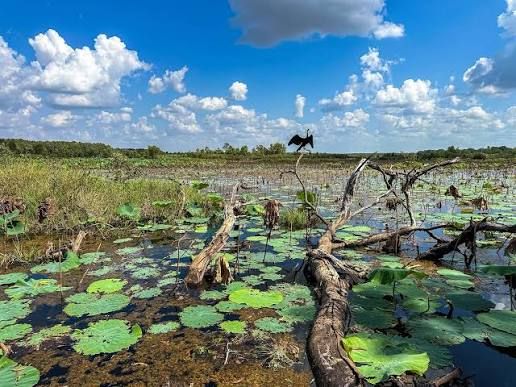 Can You Spot the Hidden Crocodile? This Wetland Illusion Is Fooling Everyone 1 images2818299156615558410286157