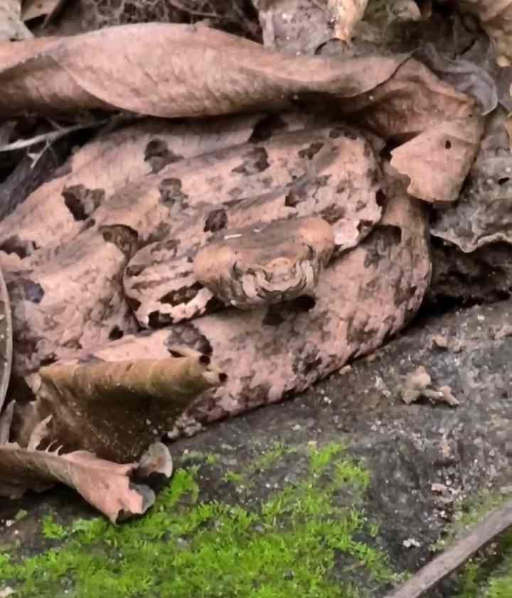 Can You Spot the Hidden Snake? Only Sharp Eyes Will Solve This Forest Camouflage Challenge 2 picsart 26 04 01 18 08 13 3938716387298706399732