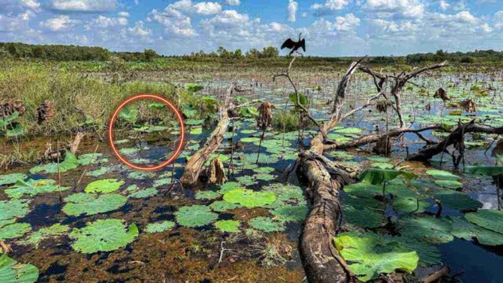 Can You Spot the Hidden Crocodile? This Wetland Illusion Is Fooling Everyone 2 picsart 26 04 14 00 21 04 977679312272022243223