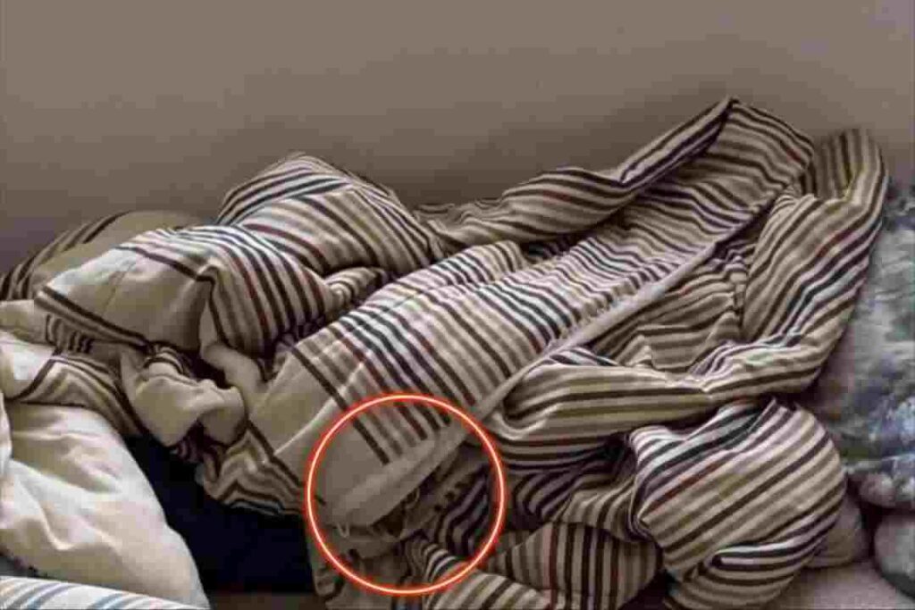 Can You Spot the Hidden Cat in This Living Room in Just 15 Seconds? 2 picsart 26 04 27 16 05 34 9364490173632795663193