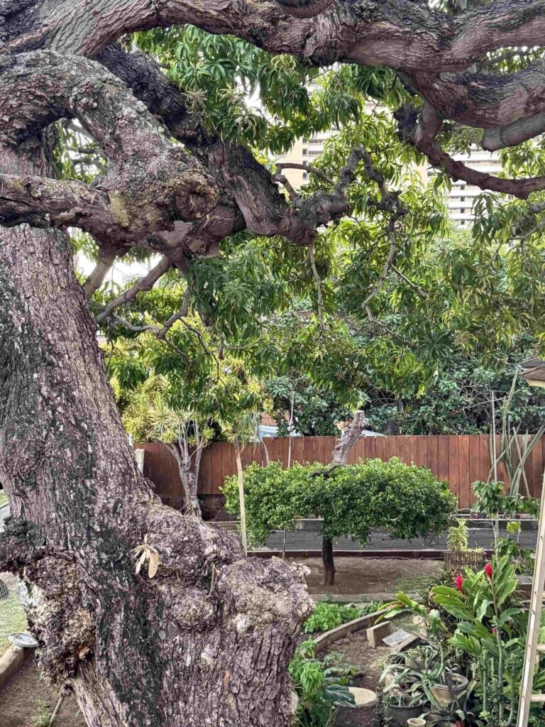 Spot the Hidden Cat in This Garden Tree Photo 1 picsart 26 04 30 12 26 51 8171171909186763998113