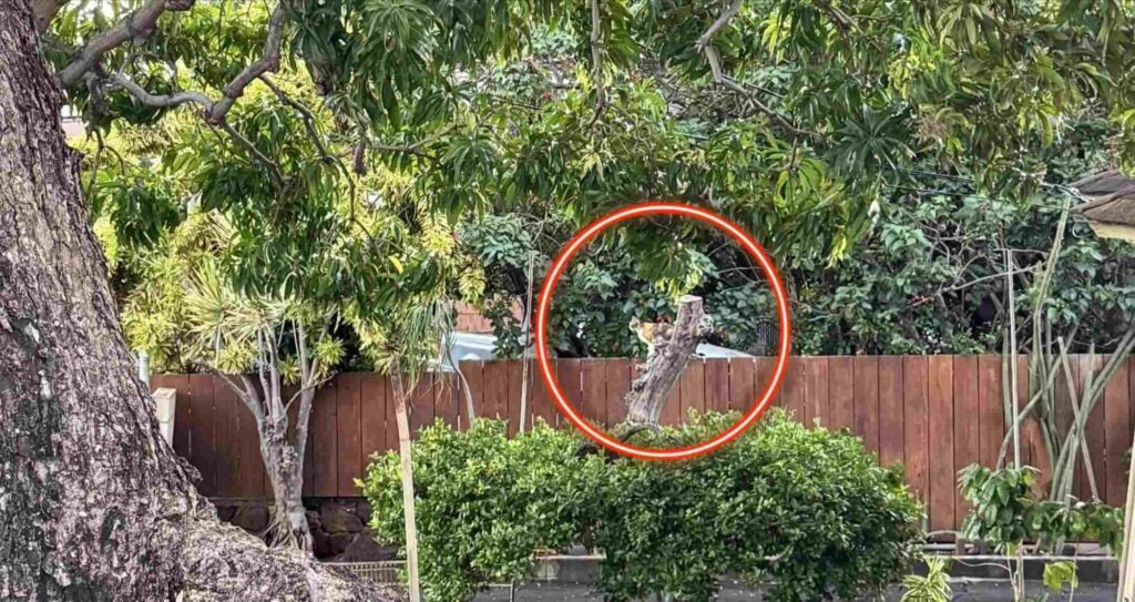 Spot the Hidden Cat in This Garden Tree Photo 2 picsart 26 04 30 12 28 12 3152401456640758961758