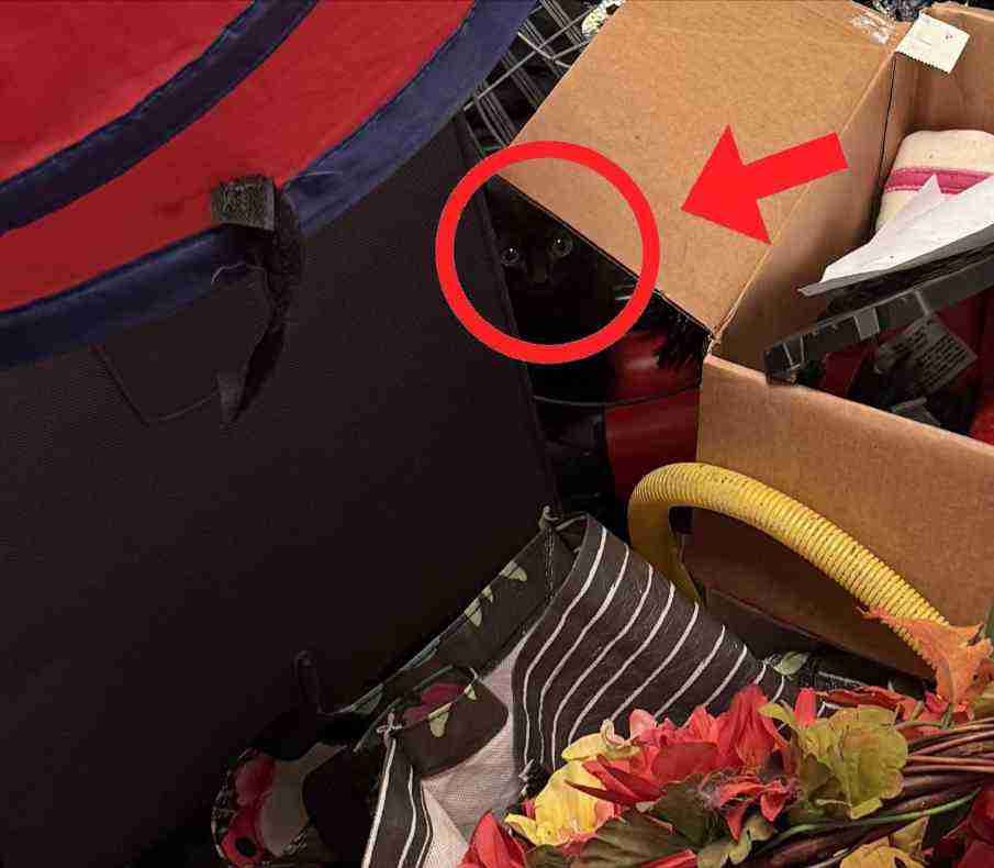 Spot the Hidden Cat in This Messy Storage Room 2 picsart 26 04 30 12 39 12 1626292607713104848380