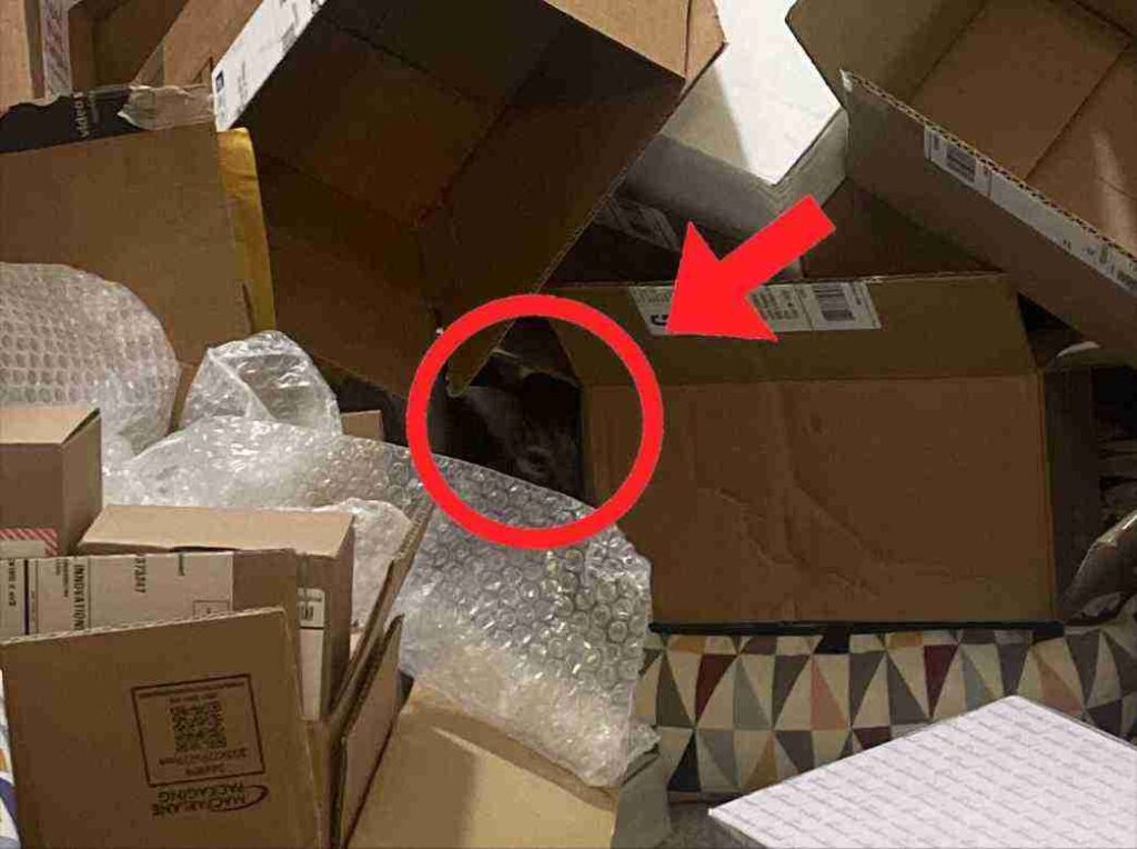 Spot the Hidden Cat in This Cluttered Room 2 picsart 26 04 30 16 14 32 9718110643344321361535