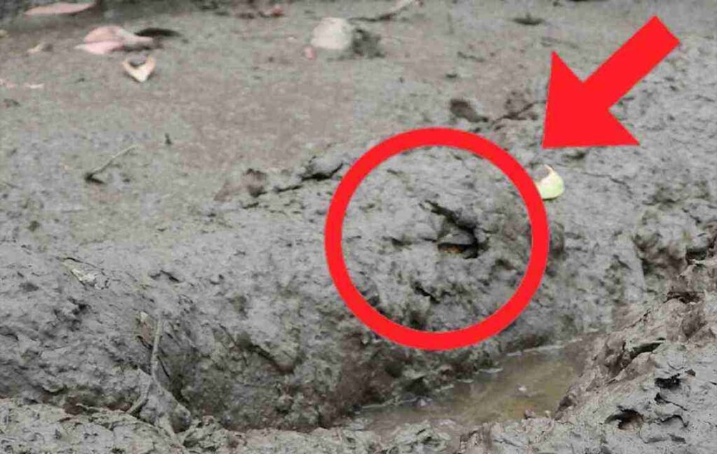 Spot the Hidden Crocodile in This Muddy Swamp 1 picsart 26 04 30 16 58 54 4581752289799052105290