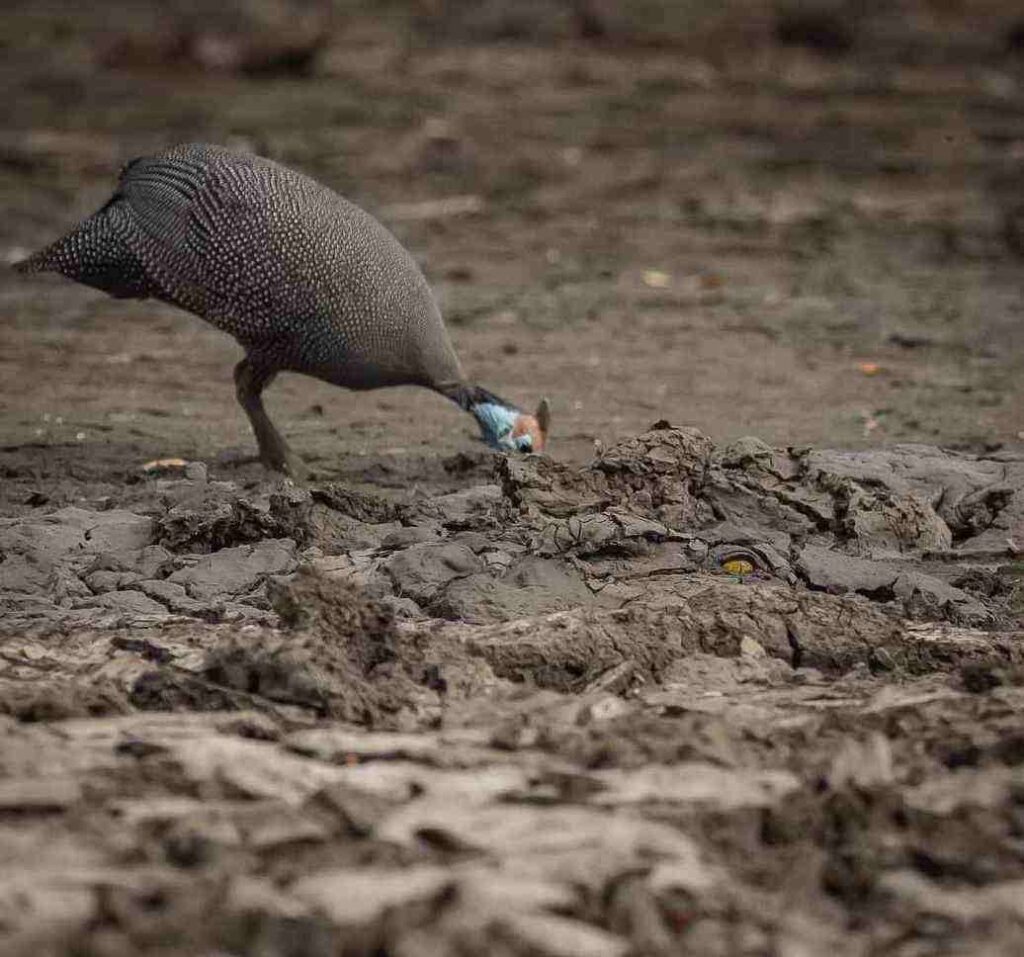 Spot the Hidden Crocodile in This Muddy Scene 1 picsart 26 04 30 17 12 53 3731392144179748169360