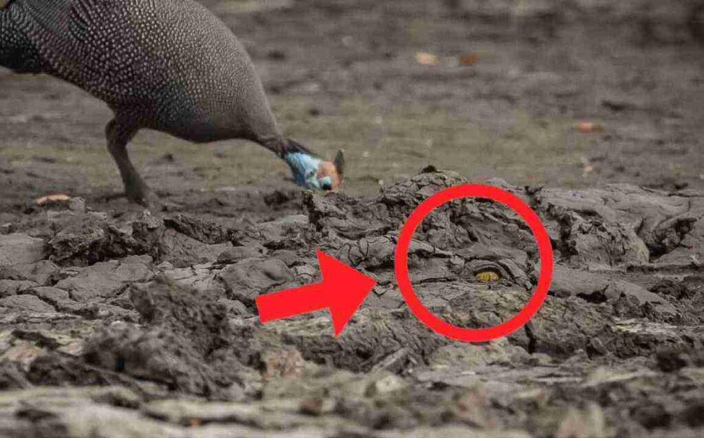 Spot the Hidden Crocodile in This Muddy Scene 2 picsart 26 04 30 17 13 31 7901511469553404040977