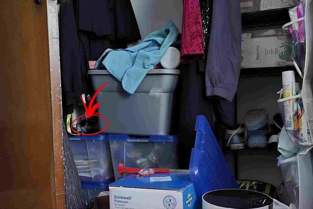 Spot the Hidden Cat in This Messy Closet 2 spothiddencatinthepictureanswer8815899166805777586