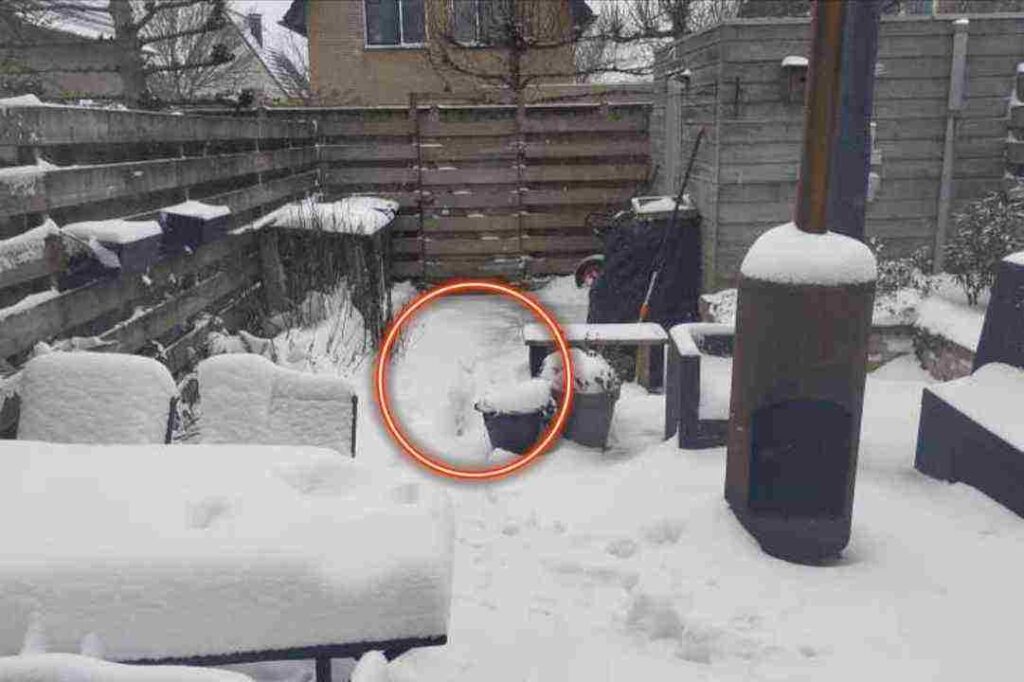 Eye Exercise : Spot the Hidden Cat in This Snowy Backyard 2 spothiddencatinthesnowybackground5675356041196867682