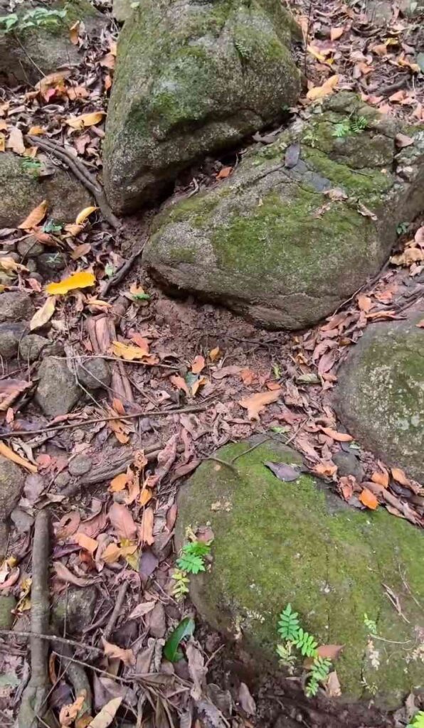 Can You Spot the Hidden Snake? Only Sharp Eyes Will Solve This Forest Camouflage Challenge 1 spothiddensnakeinthepicture16531219941414770230