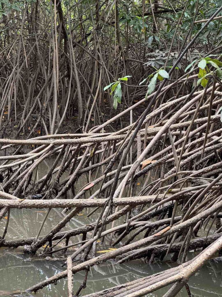 Spot the Hidden Alligator in This Mangrove Swamp 1 spotthehiddenalligator6742106146256371858