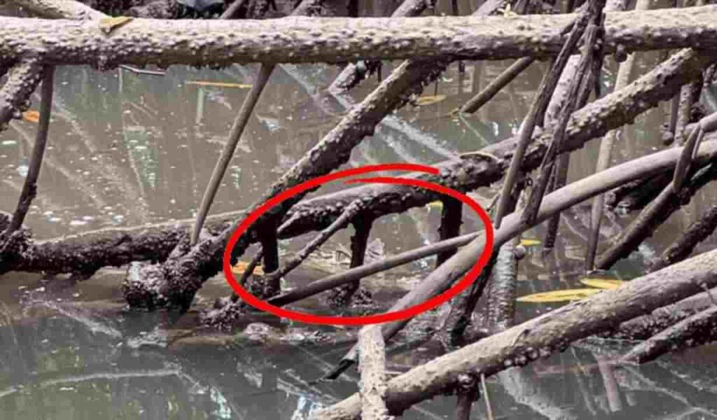 Spot the Hidden Alligator in This Mangrove Swamp 2 spotthehiddenalligatorinthismangrove3278280180918504185