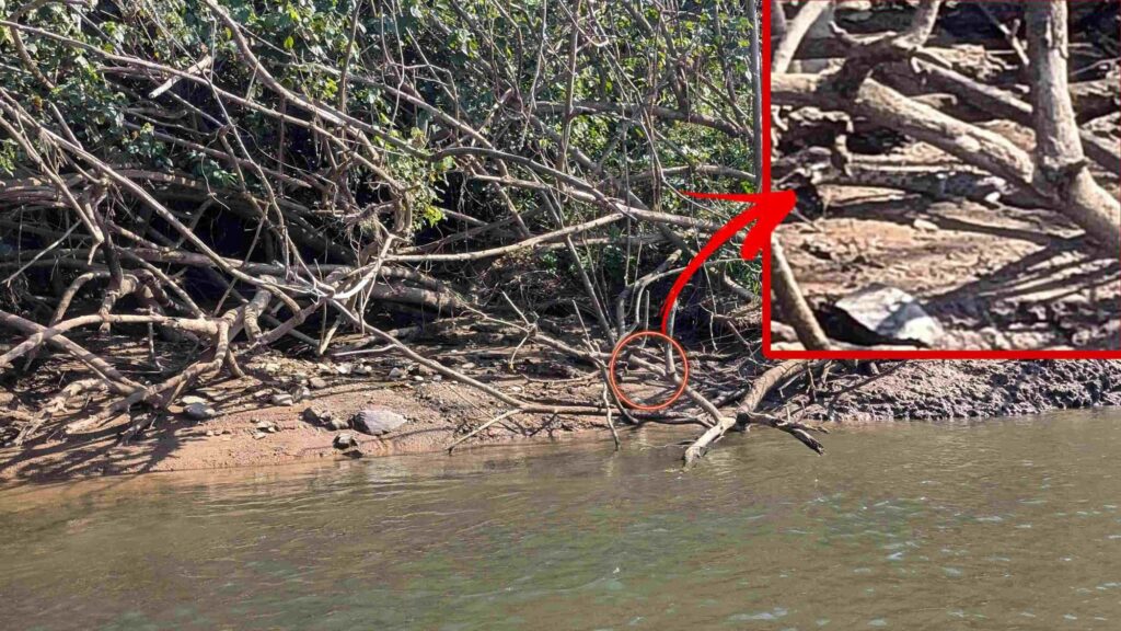 Spot the Hidden Crocodile in This Riverbank Photo 1 spotthehiddencrocodileinthisriverbank2851429495212864117