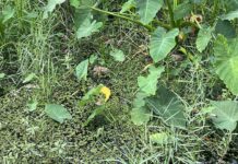 Find Hidden Alligator in the Picture: Can You Spot the Baby Predator in This Lush Wetland? Find Hidden Alligator in the Picture