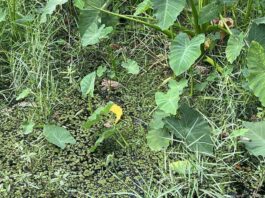 Find Hidden Alligator in the Picture