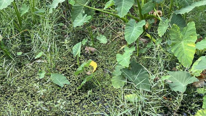 Find Hidden Alligator in the Picture 1 Find Hidden Alligator in the Picture