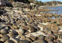Spot the Two Hidden Dogs in This Rocky Beach Photo