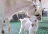 China succeed to clone goat for higher dairy production