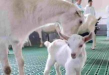 China Scientists Succeed To Clone 6 Goat | Huge Achievement in Genetics China succeed to clone goat for higher dairy production