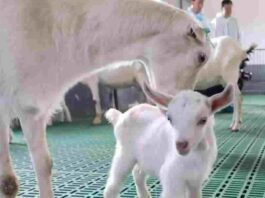 China succeed to clone goat for higher dairy production