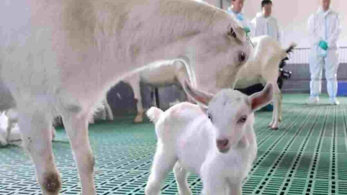 China succeed to clone goat for higher dairy production China succeed to clone goat for higher dairy production
