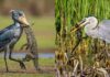 birds that eat crocodiles and Alligator