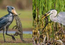 Birds That Eat Crocodile: These Massive Birds Hunt Baby Crocodiles birds that eat crocodiles and Alligator