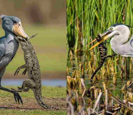birds that eat crocodiles and Alligator