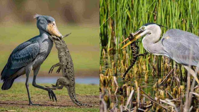 birds that eat crocodiles and Alligator birds that eat crocodiles and Alligator