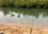 Can You Spot the Hidden Crocodile in This Picture