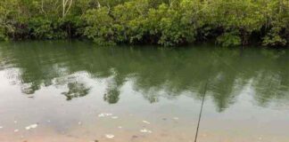 Can You Spot the Hidden Crocodile in This Picture