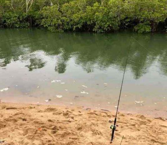 Can You Spot the Hidden Crocodile in This Picture