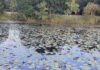 Spot the Hidden Alligator