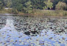 Spot the Hidden Alligator in This Peaceful Pond Spot the Hidden Alligator