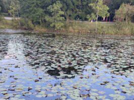 Spot the Hidden Alligator