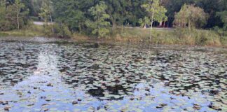 Spot the Hidden Alligator