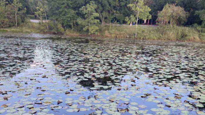 Spot the Hidden Alligator Spot the Hidden Alligator
