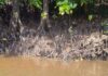 Spot hidden crocodile