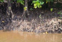 Crocodile Camouflage: Can You Spot the Hidden Predator in This Mangrove Maze? Spot hidden crocodile