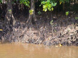 Spot hidden crocodile