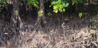 Spot hidden crocodile