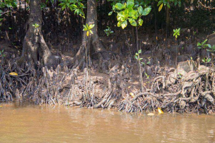 Crocodile Camouflage: Can You Spot the Hidden Predator in This Mangrove Maze? Spot hidden crocodile