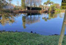 Find Hidden Alligator in the Picture: Spot the Stealthy Predator in This Peaceful Pond Scene