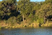 Find Hidden Crocodile in the Picture: Spot the Stealthy Predator in This Scenic Lakeside View