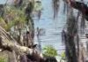 spot hidden Alligator