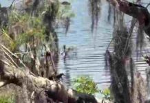 Spot Hidden Alligator: Can You Spot the Stealthy Predator in This Mossy Swamp? spot hidden Alligator