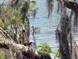 spot hidden Alligator